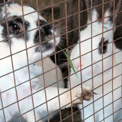 Rabbits in the cage eat grass. The hare looks through the grate. Square frame.