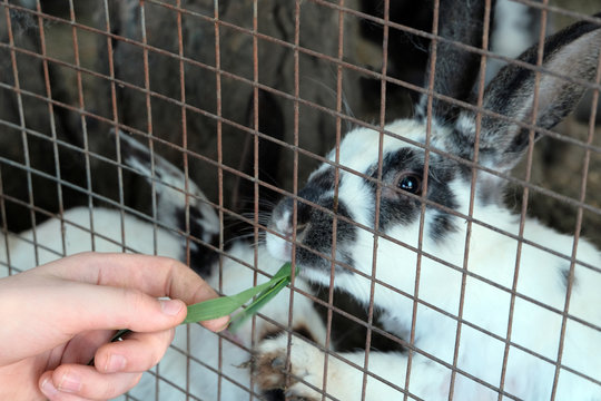 A man's hand holds a green blade of grass for feeding rabbits in a cage.