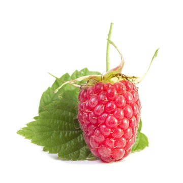 one ripe juicy red berry of fragrant raspberry vertically