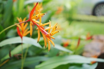 Orange flowers are naturally blurred back ground.