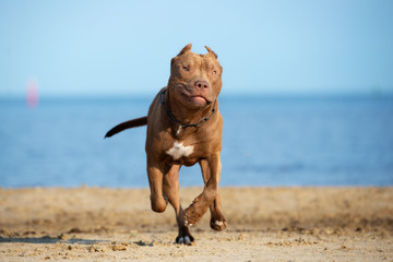 happy american pit bull terrier dog running on the beach