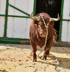 bull in spain