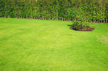 Landscaped Formal Garden. Design Ideas for Natural Background Applications.