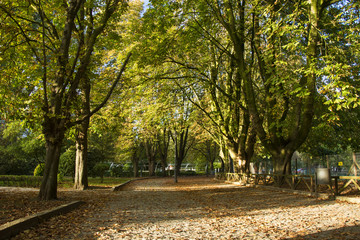 Park detail, several dry leaves and several trees