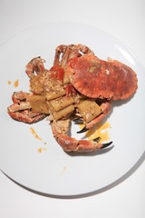 Paccheri with creamy crab sauce, Italian food style