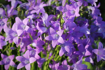 Flower of Campanula patula spreading bellflower in bloom on the meadow