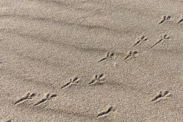 Bird steps on the yellow sand. Texture