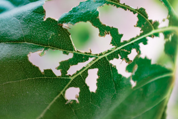Insect eaten garden leaf