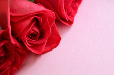 three beautiful red roses lying on the table