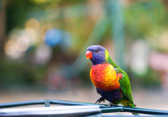 Lorikeet. A beautiful Rainbow Lorikeet bird with blur background.