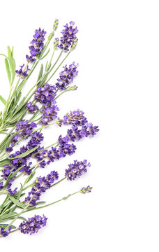 Lavender herb flower white background Floral border