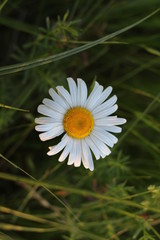 Chamomile field flower