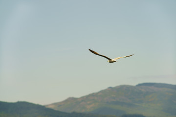 Fototapeta na wymiar A seagull hovering over the land