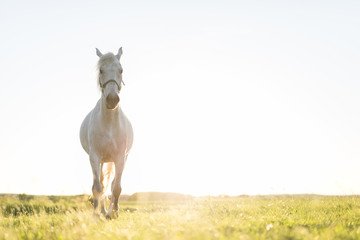 Young horse trotting ahead on the green grass field.