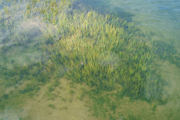 Fototapeta na wymiar Time of the tide, the grass moves under the water