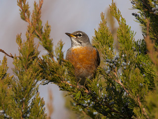 American Robin
