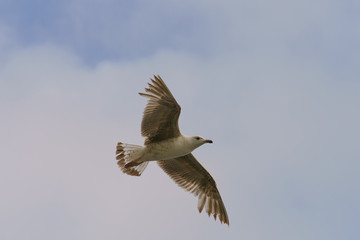 A seagull hovering over the ocean