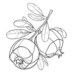 Vector branch with outline Pomegranate whole fruit and ornate leaf in black isolated on white background. Drawing of ripe Pomegranate bunch in contour style for summer design or coloring book.