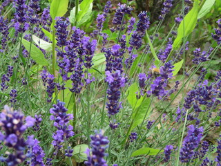 Fototapeta premium Lavendel
