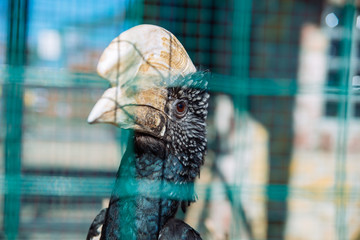 hornbill bird in zoo. life in custody