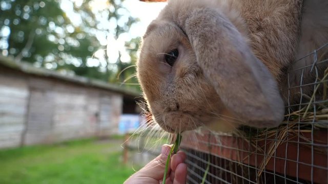 Chewing muzzle child in the village on grandparents farm feeds rabbit with fresh green grass closeup
