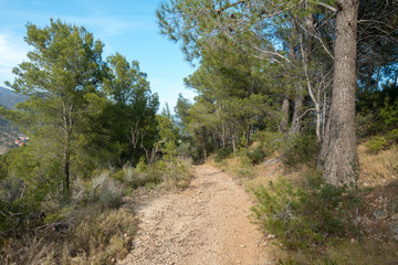 The desert of the palms under the blue sky