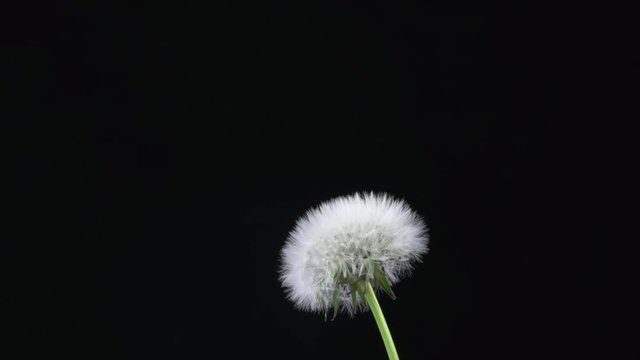 White fluffy dandelion flower opening closeup over black background. Time lapse. 4K UHD video 3840X2160