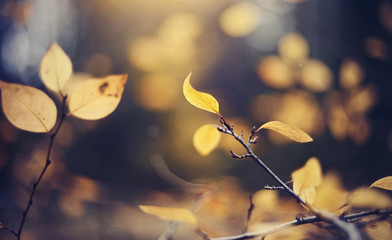 Autumn background with yellow leaves on branches of a cotoneaster