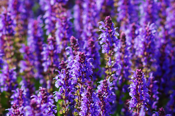 Ivan tea, fireweed, purple flowers, background