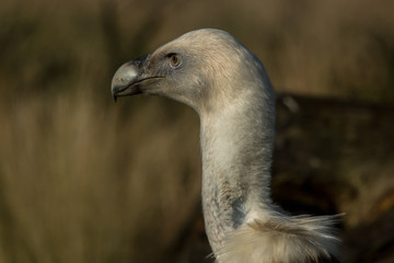 Vulture