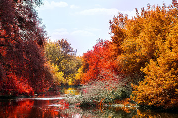 Fototapeta na wymiar autumn trees with multi colored foliage bent over the river