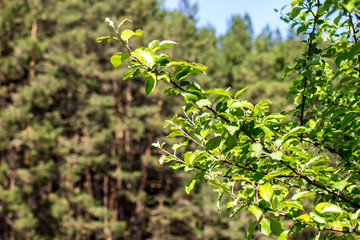 young green tree branch on a forest background (blurred background)