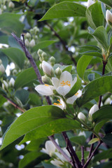 flowers in the field