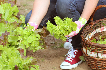 woman picking fresh lettuce from her garden .Lettuce put in a basket