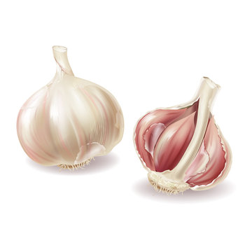 Vector 3d realistic garlic head - whole vegetable and garlic cloves, lobules in shuck, peelings. Spicy condiment, organic nutrition, isolated on white background. Fresh seasoning aroma plant.
