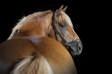 Horse from behind black background