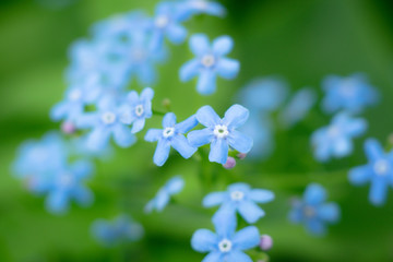 Small blue flowers