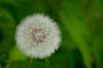 Fluffy dandelion flower