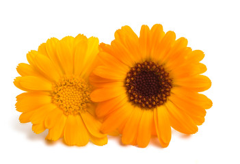 marigold flowers isolated
