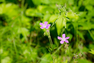 Little purple flower