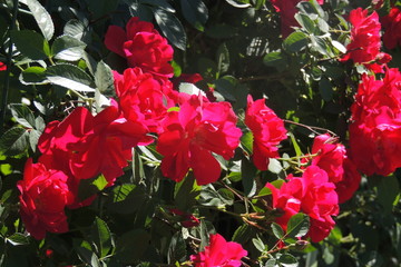 roses near the house