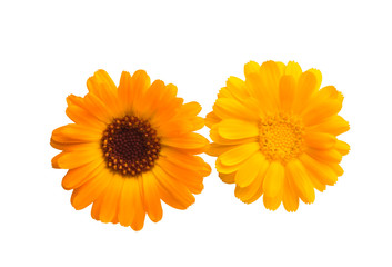 marigold flowers isolated