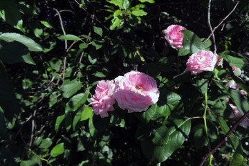 roses near the house