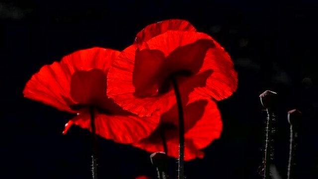 Red, tender, air, life-giving poppy. light Game.Poppy Rhapsody.Red and black background.inematic background.Blossoming red poppy. Poppy, gentle movements in the breeze. 