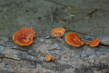 Nature of Orange mushrooms on timber.