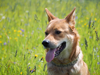 Portrait of a beautiful red dog