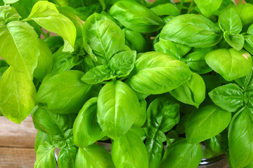 Fresh green basil plant for healthy cooking, herbs and spices.