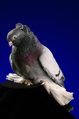 Dove studio shooting on a dark blue background.