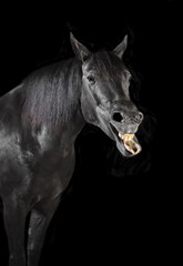 Obraz na płótnie Canvas black horse tongue out
