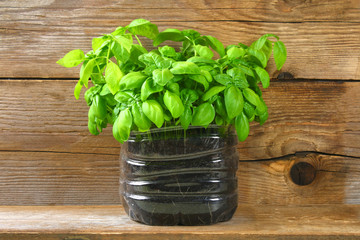 Fresh green basil plant for healthy cooking, herbs and spices.